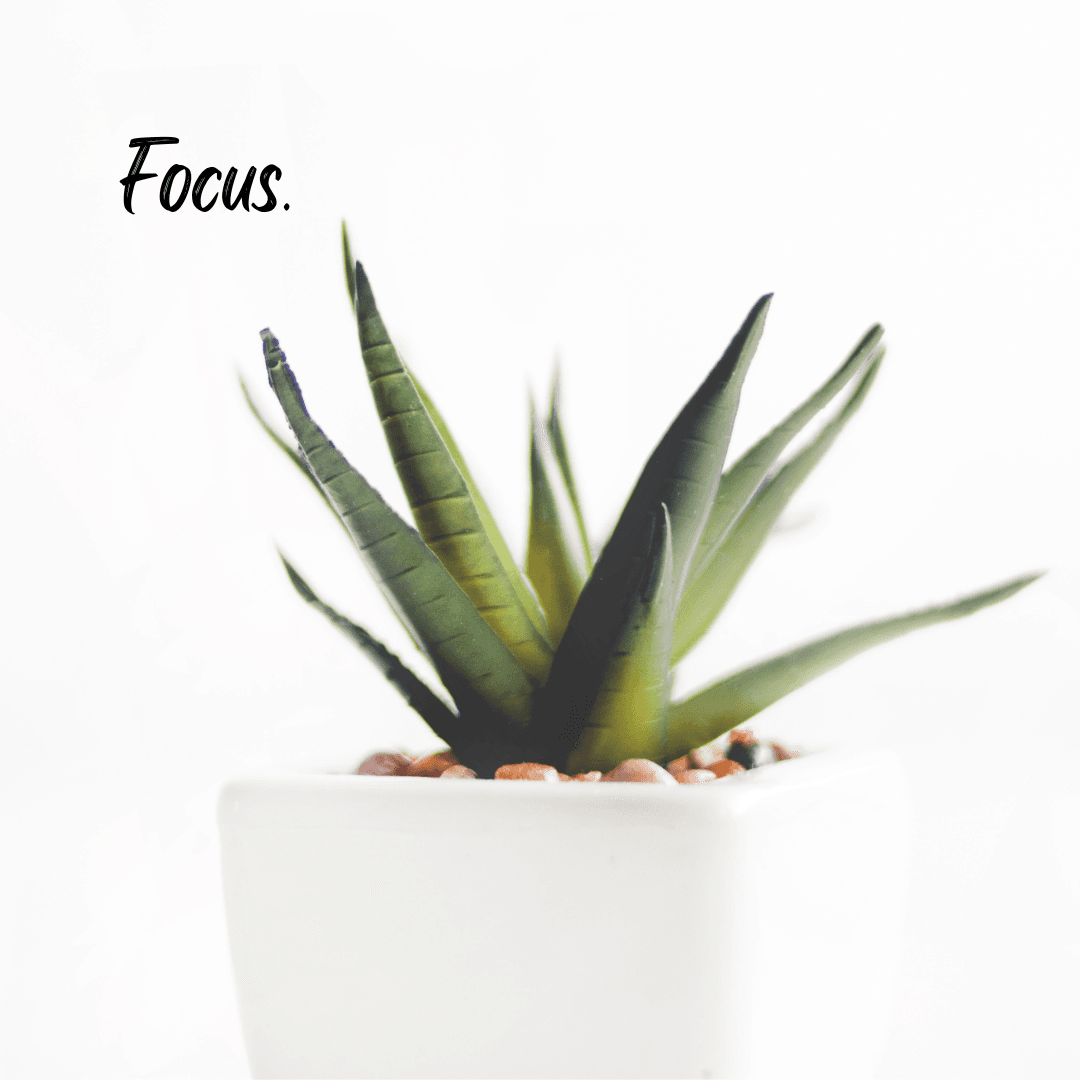 Word of the Year – Focus